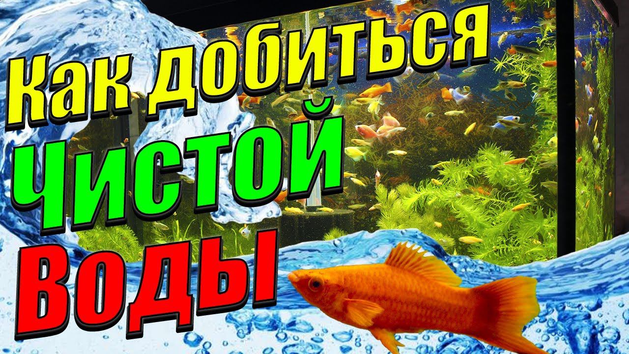 Мутная вода в аквариуме? Как добиться чистой воды в аквариуме [Как это получилось у меня] смотреть онлайн