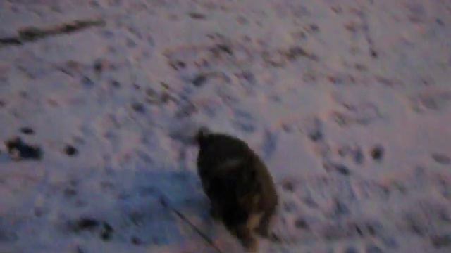 Волгоград. Щенята ^^ смотреть онлайн