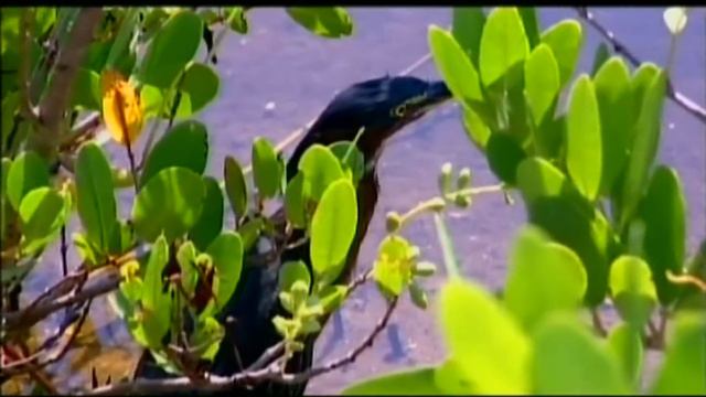 Where the Rivers meet the Sea: 5. Mangroves смотреть онлайн