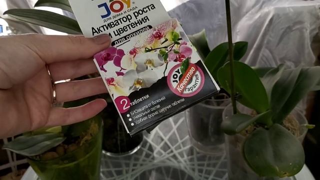 ОБРАБОТАЙ и УДИВИШЬСЯ как ПРОРВУТСЯ КОРНИ и Цветоносы у орхидеи смотреть онлайн