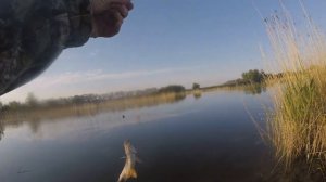 Ловля плотвы и карася на гороховую мастырку и консервированную кукурузу