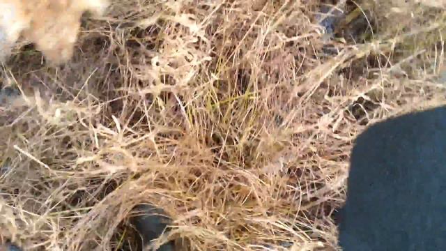 первая утка моей норной собаки Щепотки Счастья. смотреть онлайн