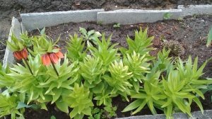 Почему не цветет рябчик императорский