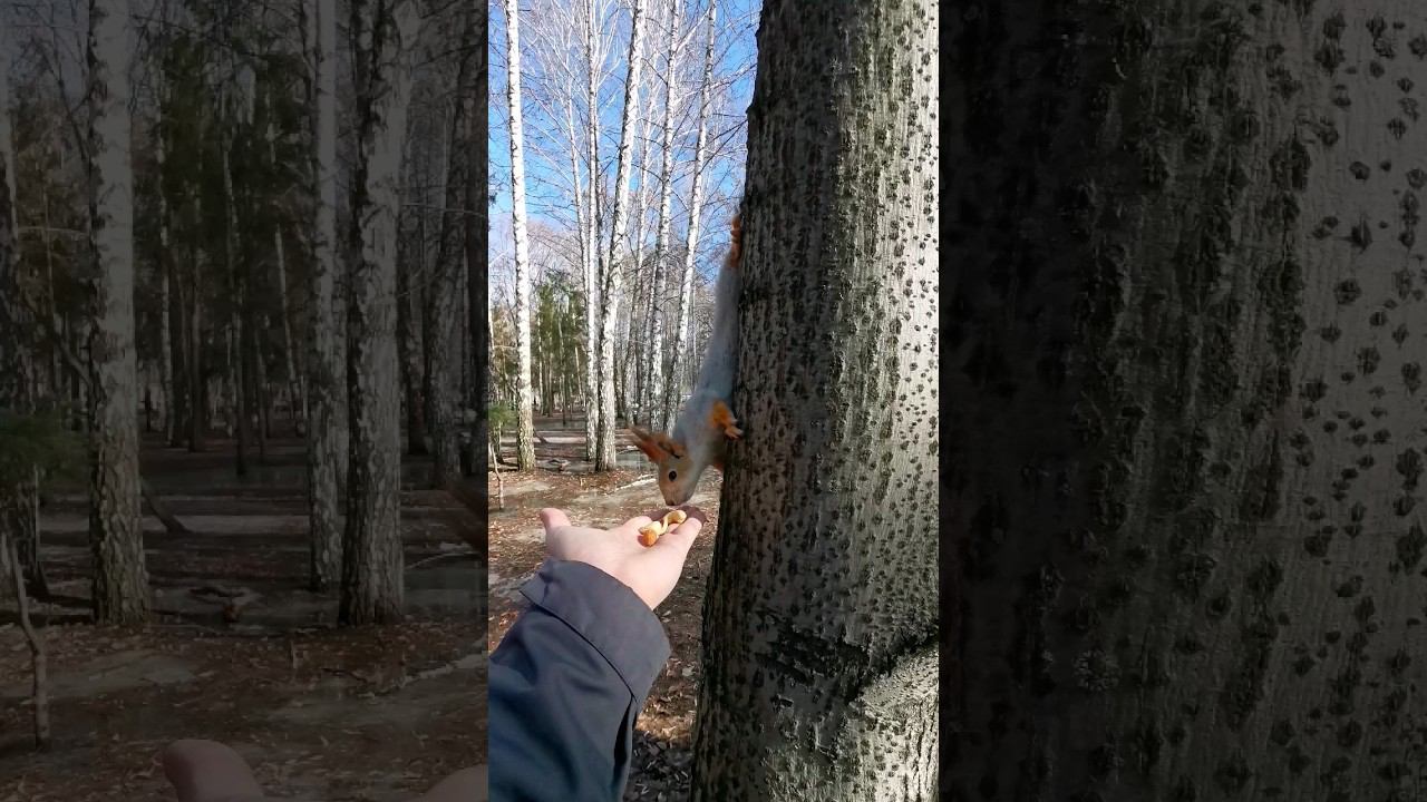Парк Гагарина, Самара #samara #самарскаяобласть #travel #nature #самара #паркгагарина #белка смотреть онлайн