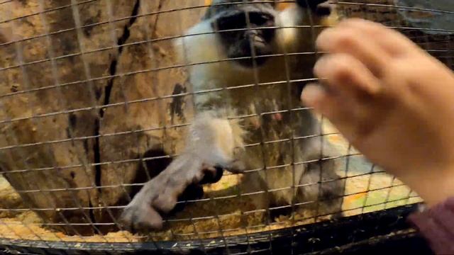 ? Экодеревушка | Крокодиловая Ферма в Коломне! смотреть онлайн