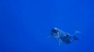 Самый смертоносный Кит на свете! (Левиафан Мелвилла)