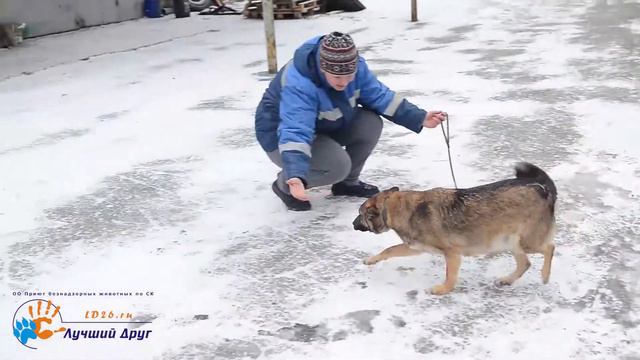 Чудный пёс Рябчик смотреть онлайн