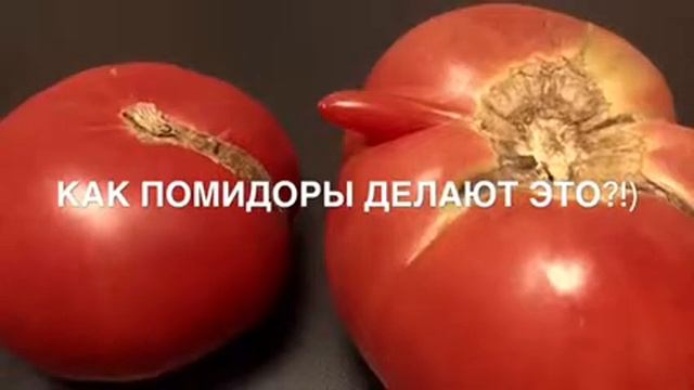 Помидоры делают это