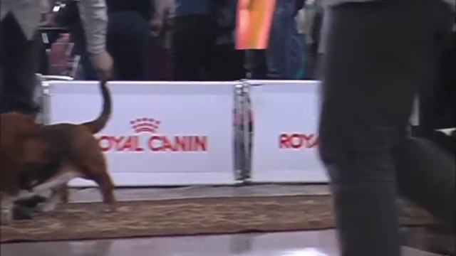 Dog-show Звездное шоу 22/04/2012 Моно бассет-хаунд смотреть онлайн