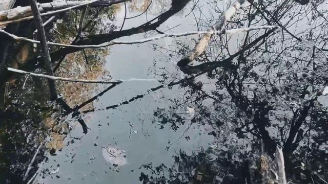 VID 20220823 171108 На песню, на сказку...1911 (Н. Клюев)...Павел Васильев Лахтинский смотреть онлайн