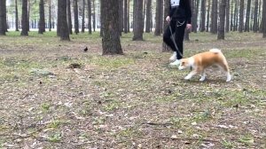 Подарили собаку. Акита-ину. Акита-Ину в квартире. Акита-ину первые дни дома #акита Выпуск1