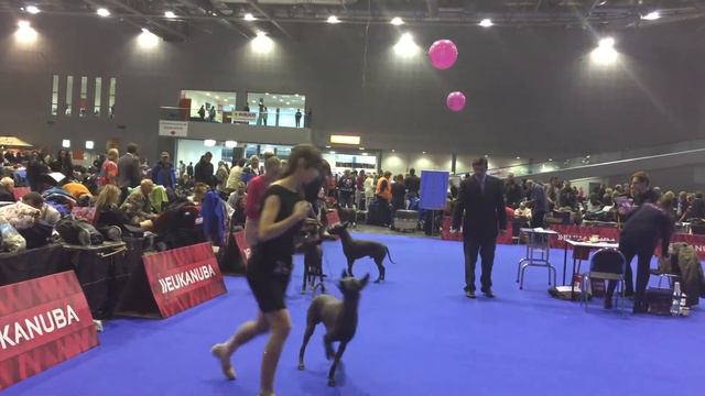 EuroDogShow Brno, 23.10.2014 Xoloitzcuintli, standard