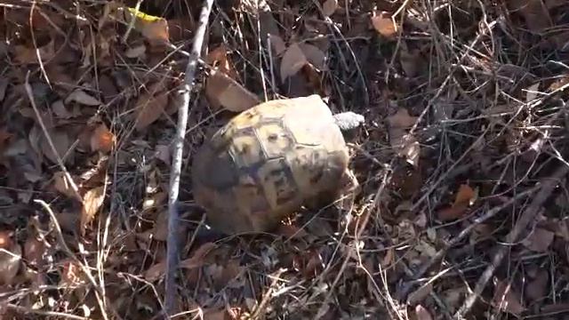 Дикая черепаха ползет среди развалин в Сиде, Турция смотреть онлайн