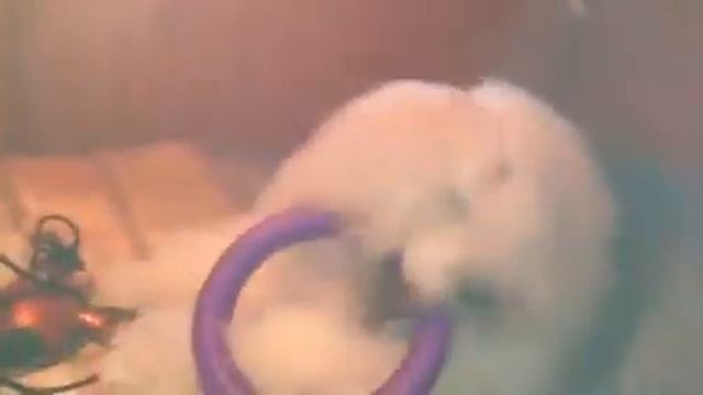 Феня монстр смотреть онлайн