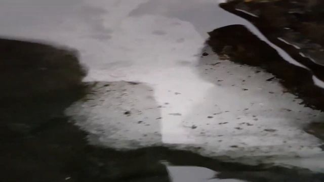 Мурманск! Кольский залив! Морские рачки-бокоплавы - гаммарусы (мормыши, или морские "блохи")!!! смотреть онлайн