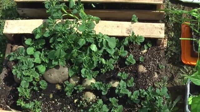 Делаю газон и обустраиваю растения в теплице смотреть онлайн