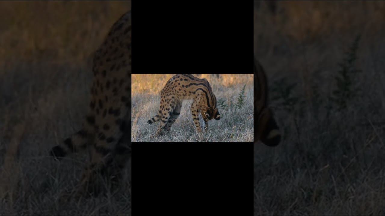 Сервал танцует под Майкла Джексона Serval dances like Michael Jackson смотреть онлайн