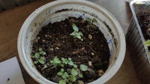 Вербена Бонарская ??посев семян на рассаду