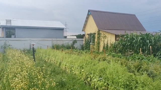 Поливать или не поливать огород перед дождём! смотреть онлайн