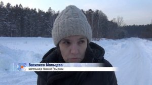 Более 900 реликтовых сосен срубили под Новосибирском // "Новости 49" 06.02.23