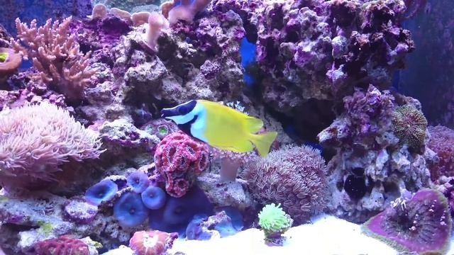 Siganus Vulpinus смотреть онлайн