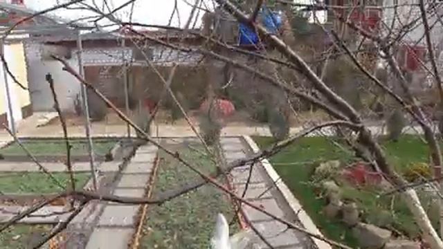 Обрезка вишни с большим количеством волчков смотреть онлайн