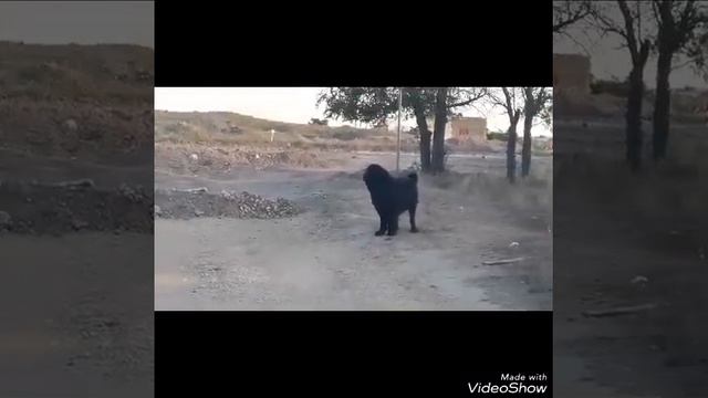 Ньюфаундленд гуляет в сосновом бору. Прогулка. Водолаз гуляет. Newfoundland. Собаки. Животные. смотреть онлайн