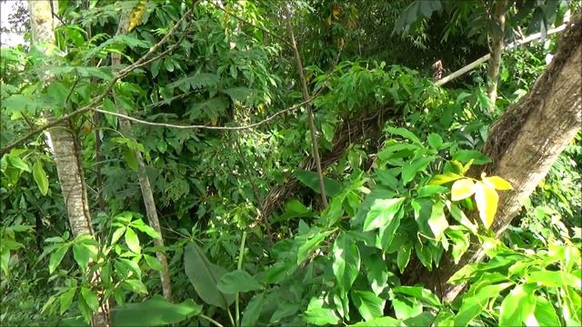 Fivefingers (Syngonium angustatum) смотреть онлайн