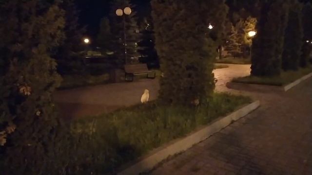 ? Кот-смотритель.Казань/Cat-gardener.Kazan(24.05.20) смотреть онлайн