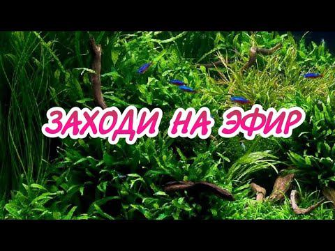 ОБЯЗАТЕЛЬНО ЗАХОДИ НА ПРЯМОЙ ЭФИР!!! смотреть онлайн