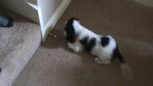 Black and White Cocker Spaniel смотреть онлайн