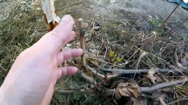 Виноград/Раскрываем виноград/Последствия зимы/Весна 2019/Неужели мыши съели все почки?? смотреть онлайн