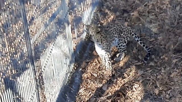 Рыбалка на реке Петровка. Приморский сафари парк. смотреть онлайн