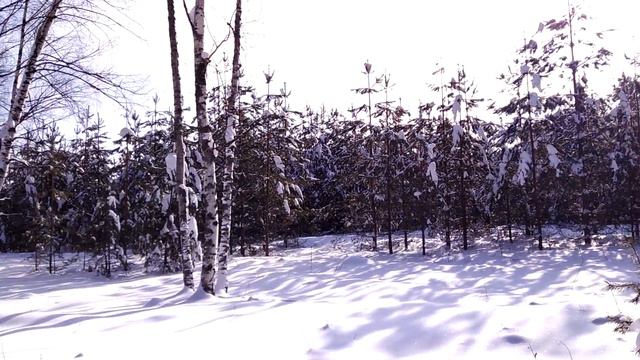 В лесу 20 февраля. 2021. смотреть онлайн