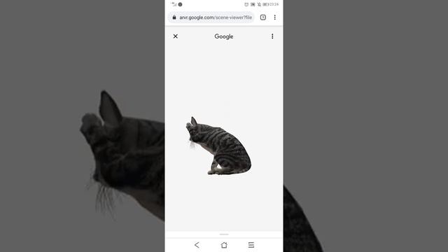 3D модели животных в поиске Google смотреть онлайн