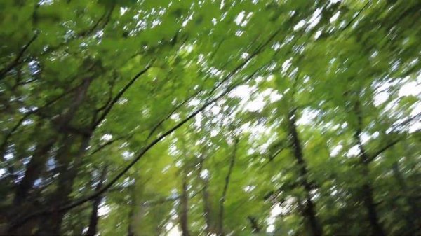 Дагестан: Лиановый лес (Самурский лес)