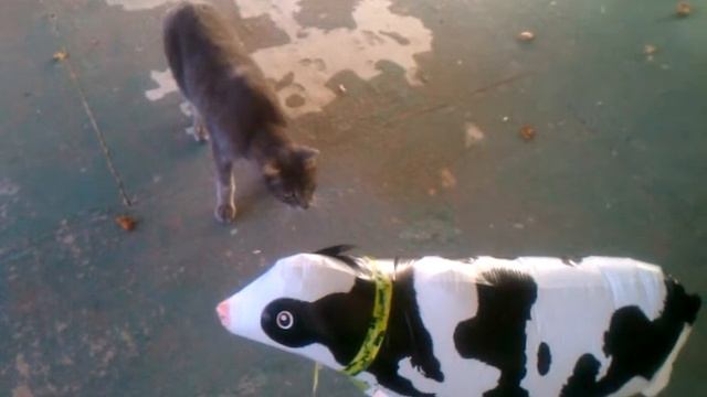 cat & cow balloon смотреть онлайн