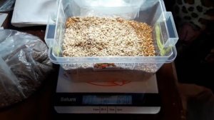 Как самому составить полнорационный корм для волнистых попугаев