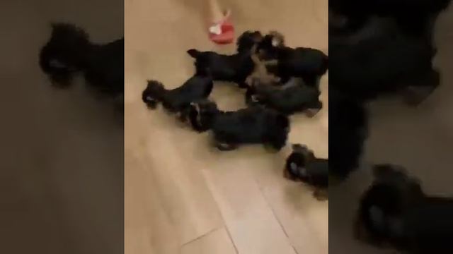 #йоркширскийтерьер