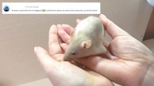 ГУЛЯЮ с ПОДАРЕННОЙ КРЫСКОЙ / ХОМКИ СБЕЖАЛИ / ПОБЕГ ХОМЯКА / УБИРАЮ У КРЫС / Alisa Easy Pets