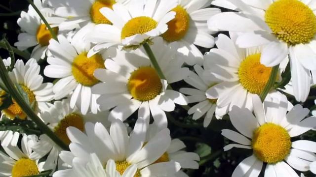 АХ, ВСЮ НОЧЬ Я ПРОГУЛЯЛА исп. Наталия Муравьева РОМАШКИ (клип) Русские народные песни Folk Song смотреть онлайн