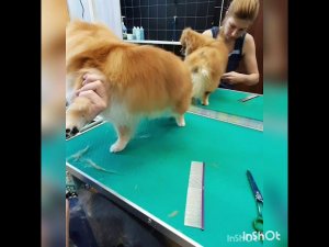 Как подстричь шпица?