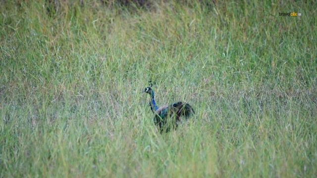 Day 3 - Black Leopard, Mowgali and Choti Tara tiger sighting | Tadoba S2 | 4K video | Travelclix смотреть онлайн