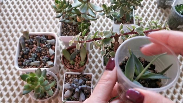 Первая продажа суккулента. Советы, впечатления, процесс смотреть онлайн
