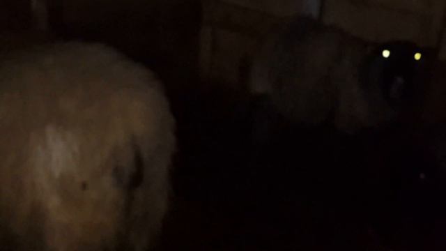 Переярка кличка Долли,возраст 2 года. смотреть онлайн