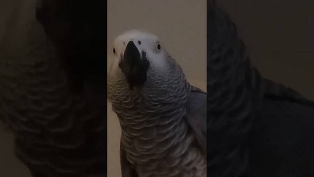 ГОША ХОРОШКА. ЮМОР ТВ ОК. смотреть онлайн