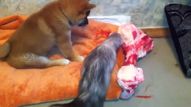 Сибу ину и хорь смотреть онлайн