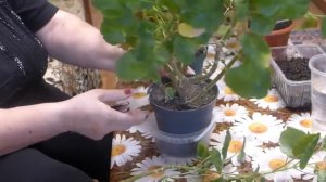 Обрезка и черенкование пеларгоний (герани) в феврале для пышного цветения весной.