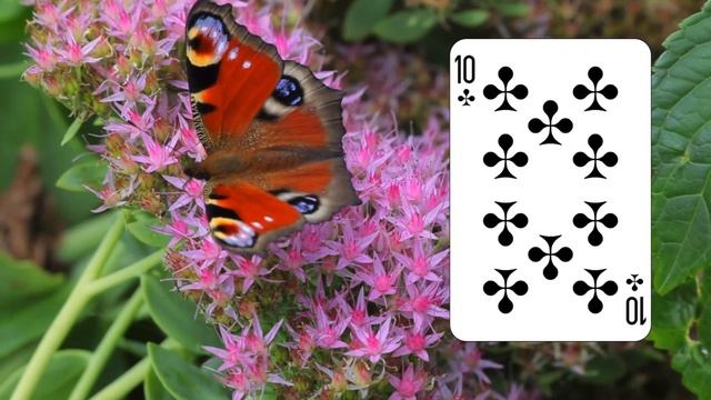 28 февраля: Поздравляю, Вы Десятка Треф! смотреть онлайн