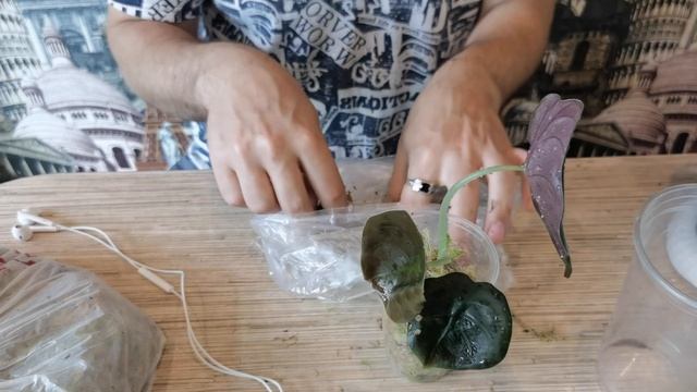 РЕДКОСТЬ Алоказия РЕД СЕКРЕТ/Адаптация и пересадка. смотреть онлайн